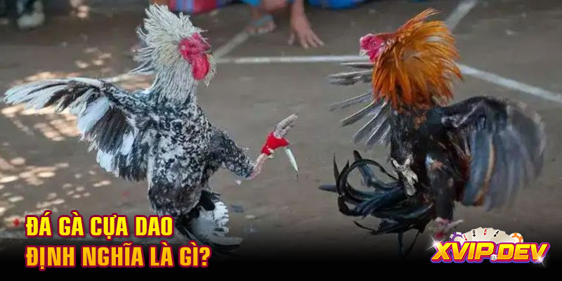 Đá gà cựa dao định nghĩa là gì Đá gà cựa dao định nghĩa là gì?