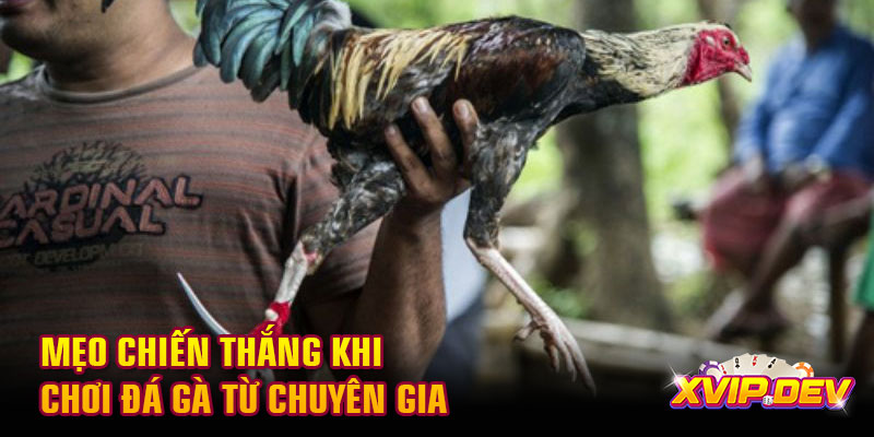 Mẹo chiến thắng  Mẹo chiến thắng khi chơi đá gà từ chuyên gia