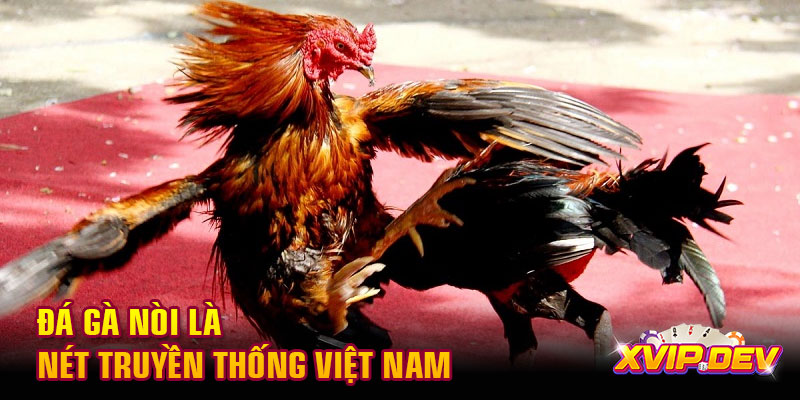 Đá gà nòi là nét truyền thống Đá gà nòi là nét truyền thống Việt Nam