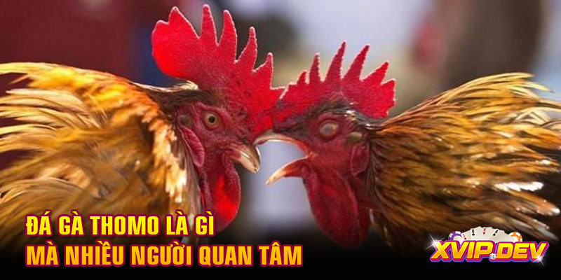 Đá gà Thomo là gì  Đá gà Thomo là gì mà nhiều người quan tâm
