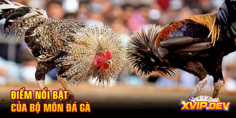 Điểm nổi bật đá gà nòi Điểm nổi bật của bộ môn đá gà