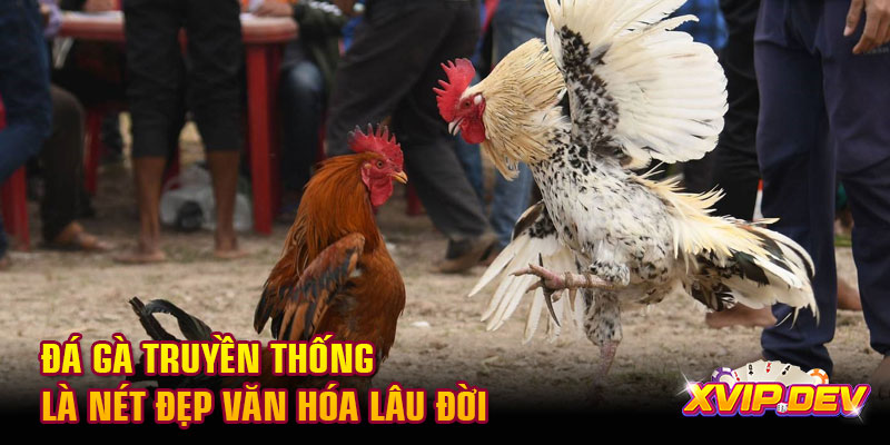 Đá gà truyền thống là nét đẹp văn hóa lâu đời